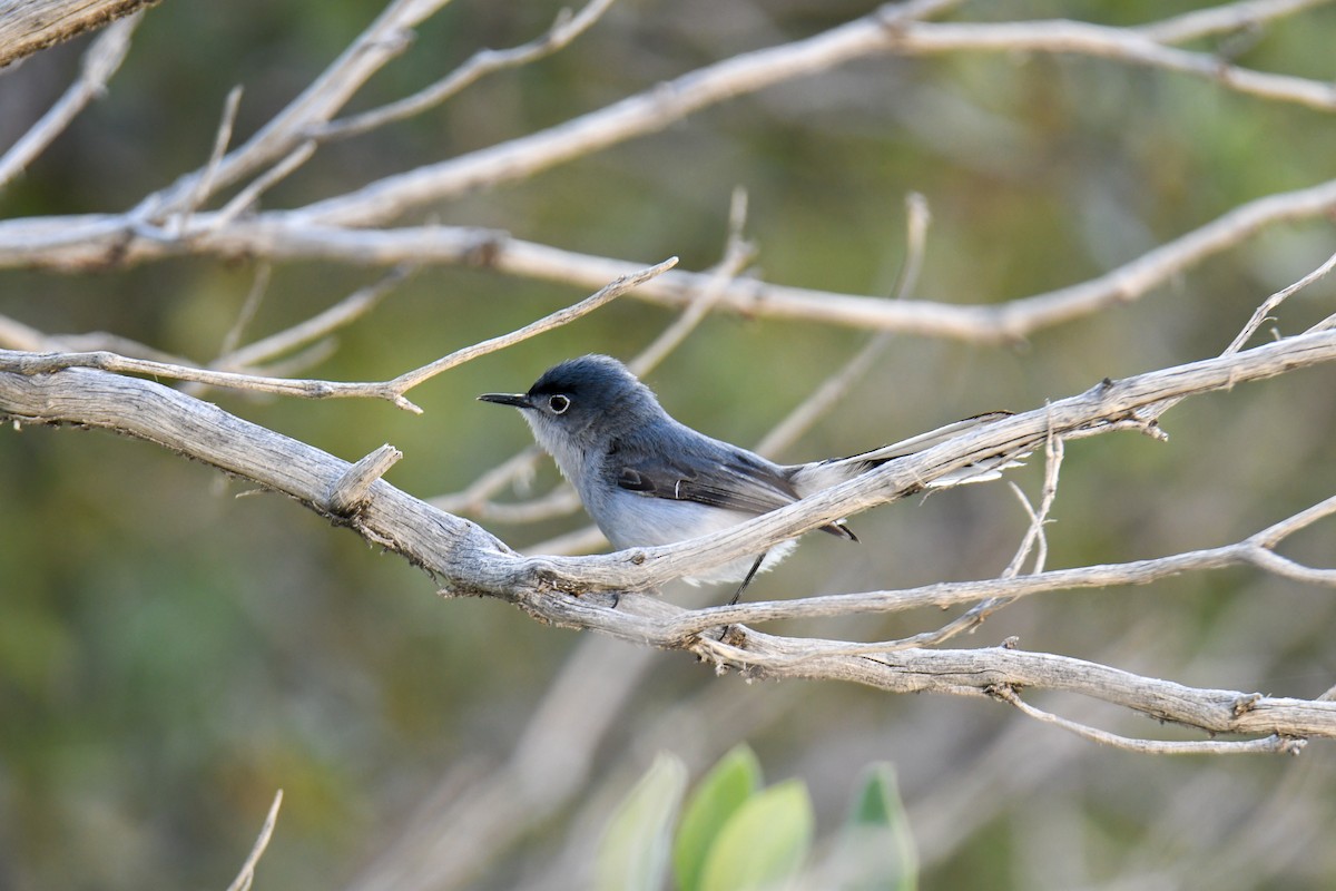 Blue-gray Gnatcatcher (obscura Group) - ML619770985
