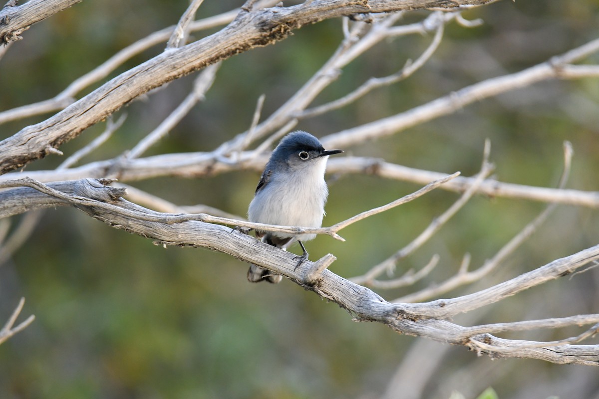 Blue-gray Gnatcatcher (obscura Group) - ML619770986