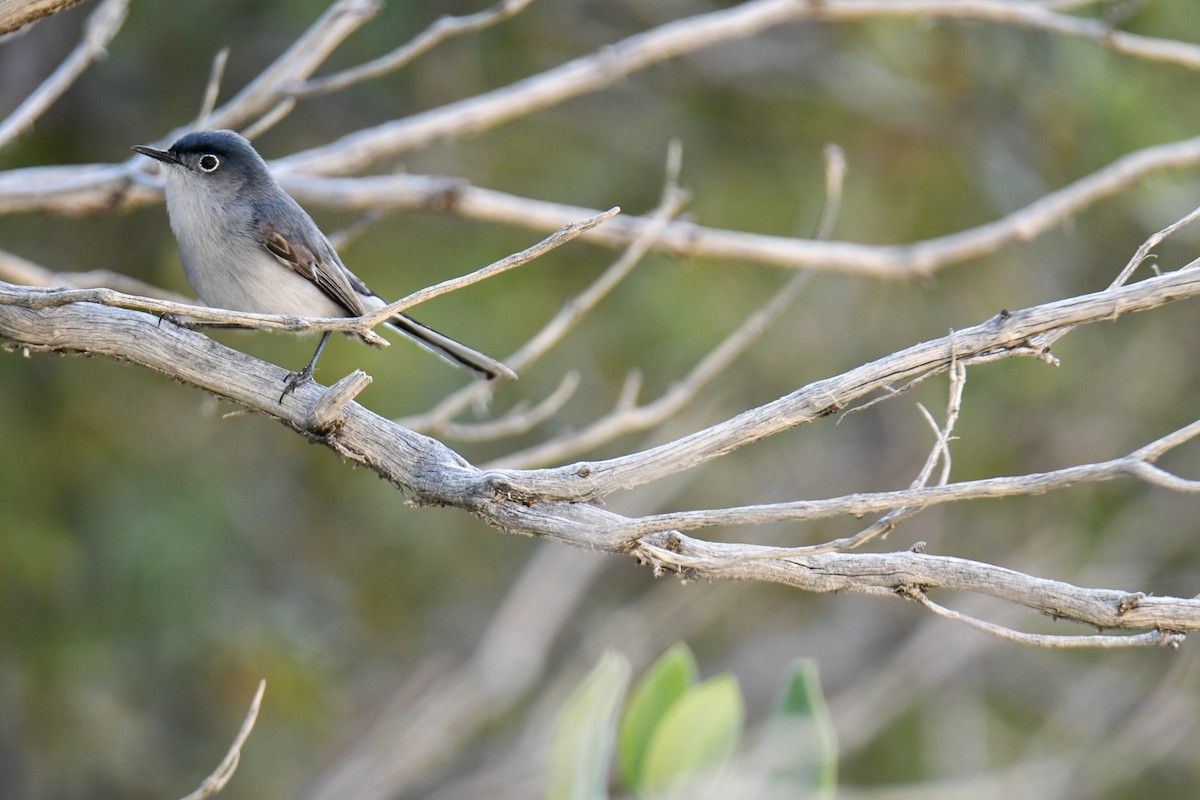 Blue-gray Gnatcatcher (obscura Group) - ML619770989