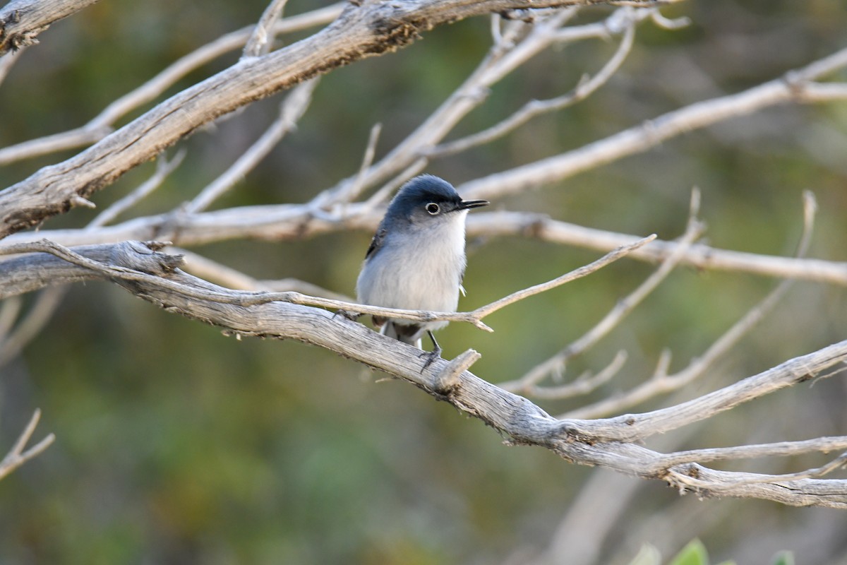 Blue-gray Gnatcatcher (obscura Group) - ML619770992