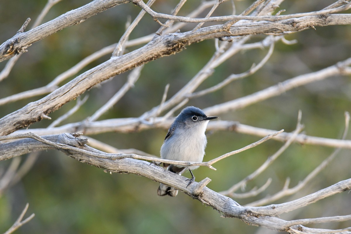 Blue-gray Gnatcatcher (obscura Group) - ML619770993