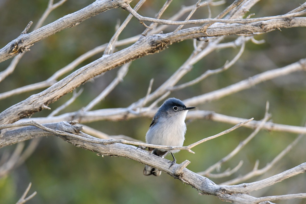 Blue-gray Gnatcatcher (obscura Group) - ML619770994