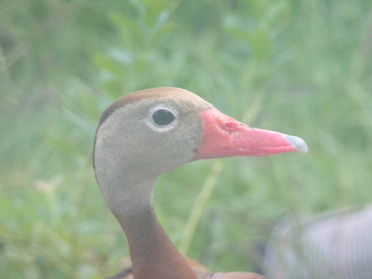 Black-bellied Whistling-Duck - ML619770996