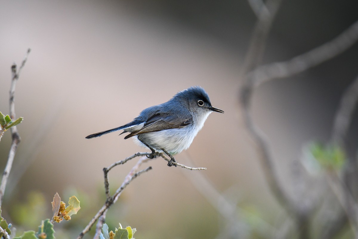 Blue-gray Gnatcatcher (obscura Group) - ML619770998