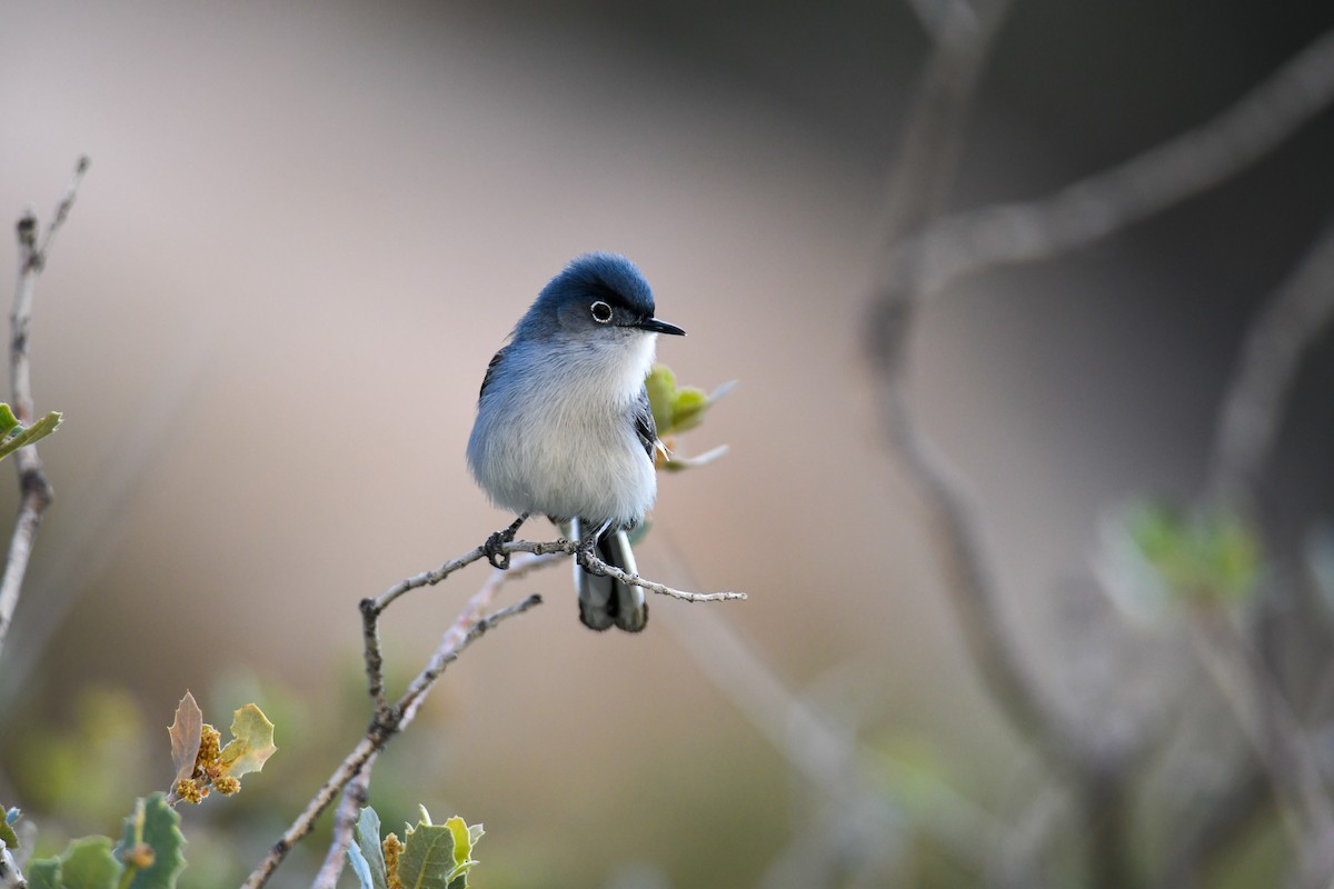 Blue-gray Gnatcatcher (obscura Group) - ML619770999