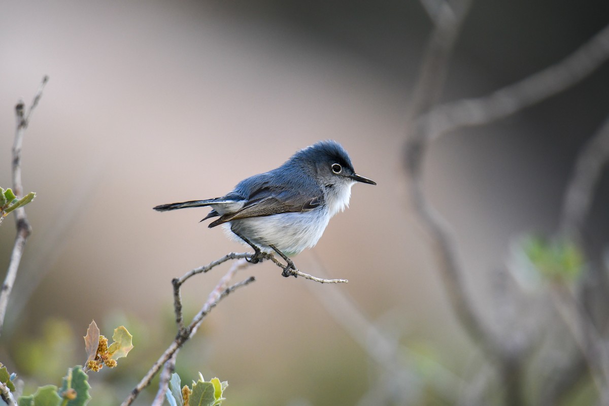 Blue-gray Gnatcatcher (obscura Group) - ML619771000