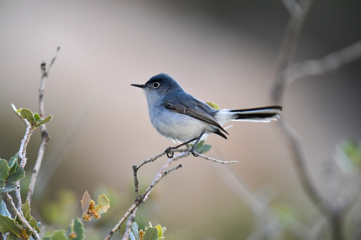 Blue-gray Gnatcatcher (obscura Group) - ML619771001