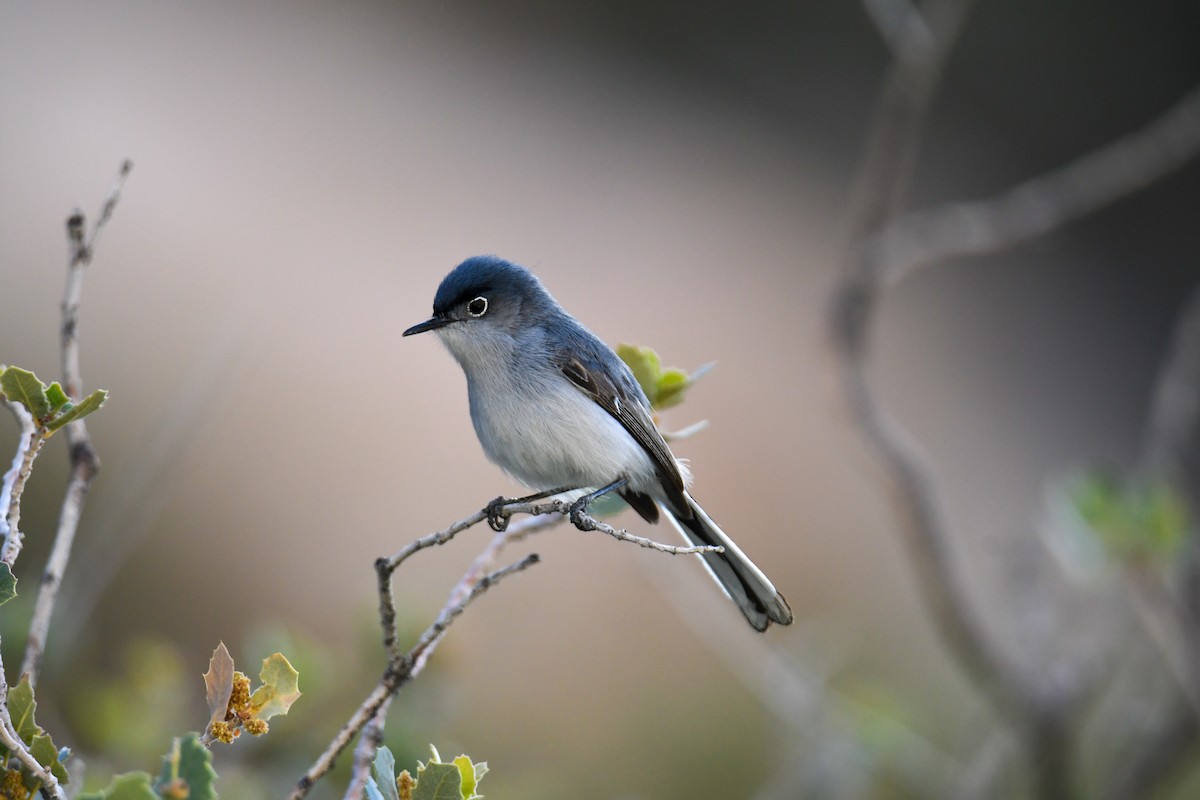 Blue-gray Gnatcatcher (obscura Group) - ML619771002