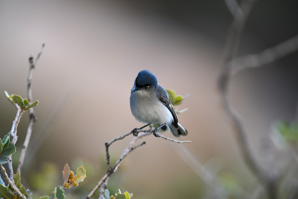Blue-gray Gnatcatcher (obscura Group) - ML619771003