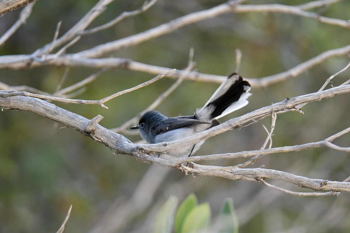 Blue-gray Gnatcatcher (obscura Group) - ML619771004