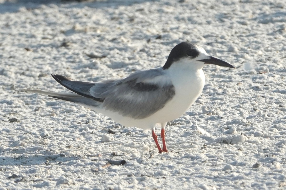 Common Tern - ML619771006