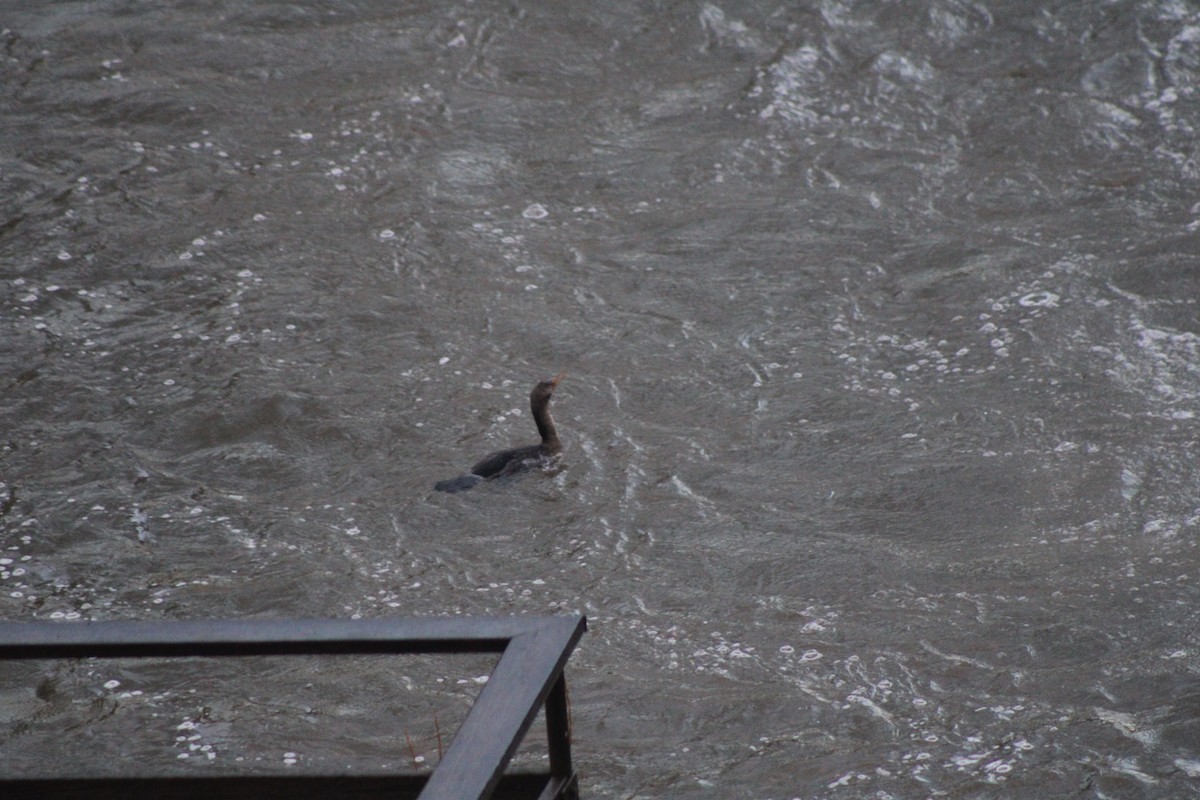 Double-crested Cormorant - ML619771020