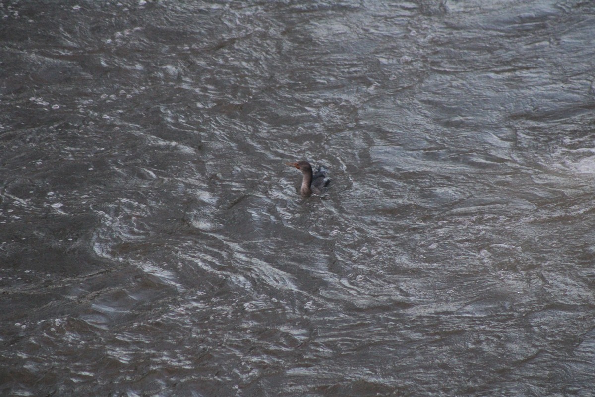 Double-crested Cormorant - ML619771021