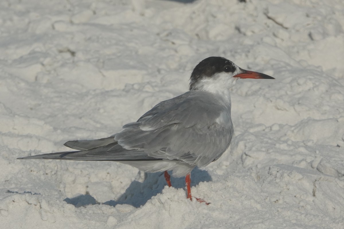 Forster's Tern - ML619771025