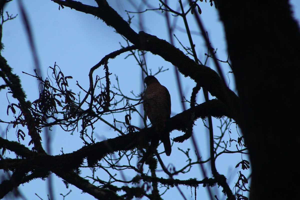 Sharp-shinned Hawk - ML619771065