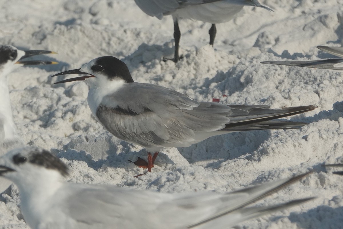 Common Tern - ML619771080