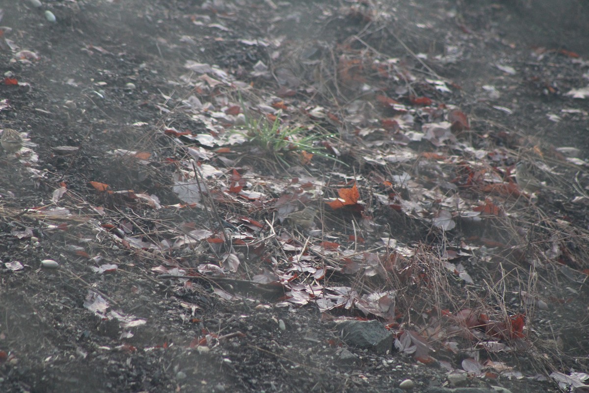 White-crowned Sparrow - ML619771087