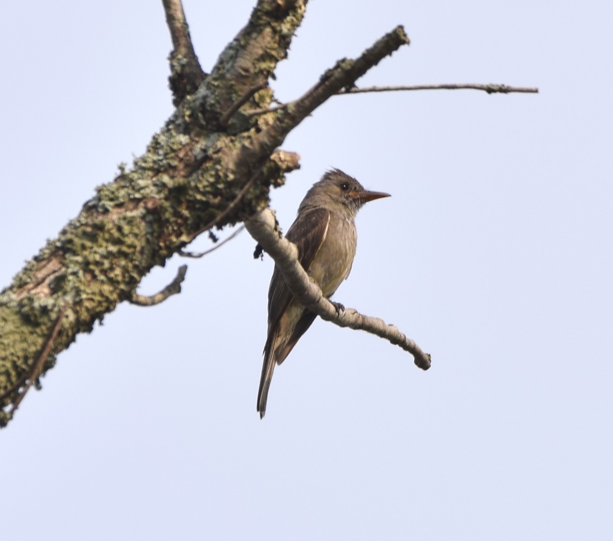 Greater Pewee - ML619771138
