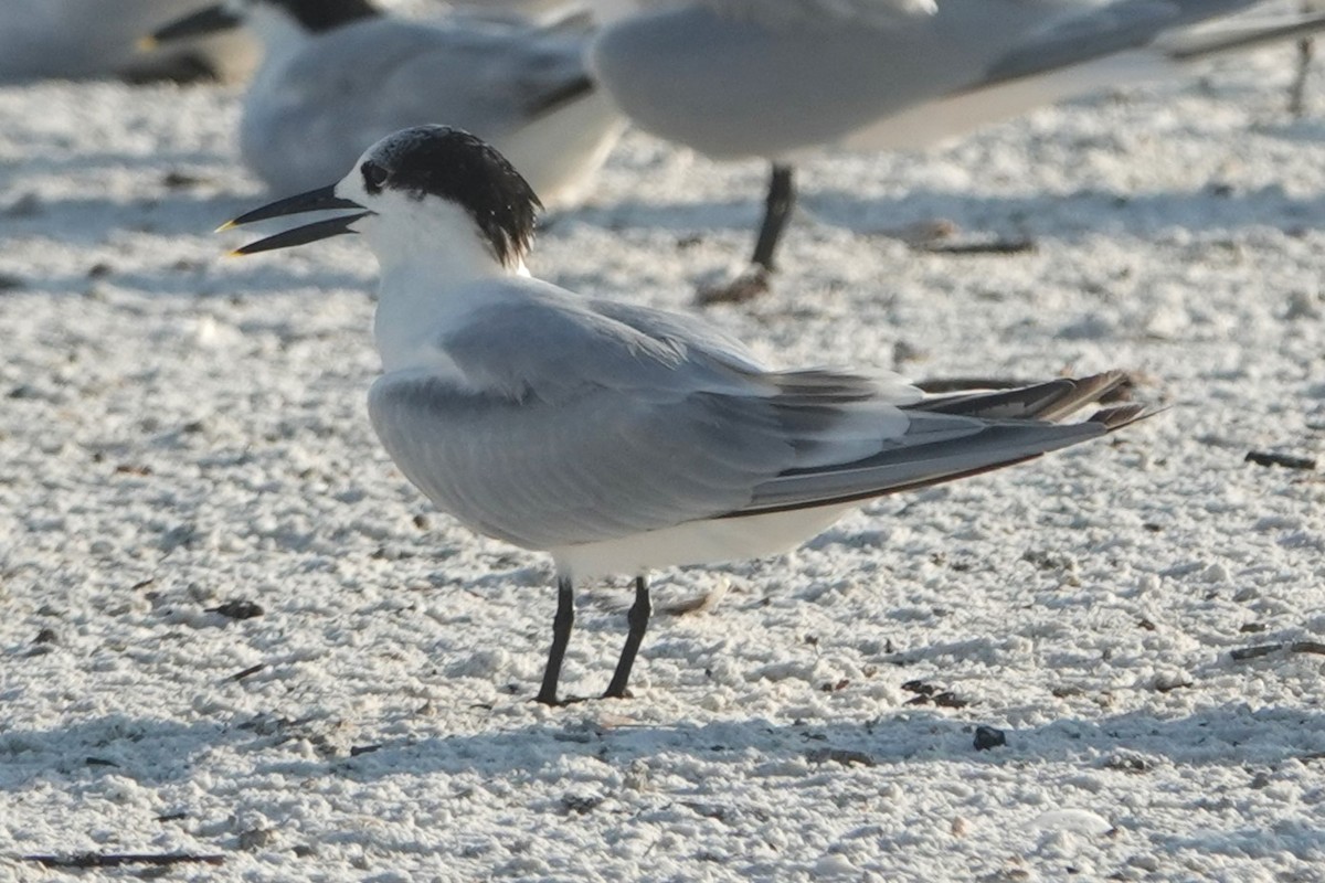 Sandwich Tern - ML619771153