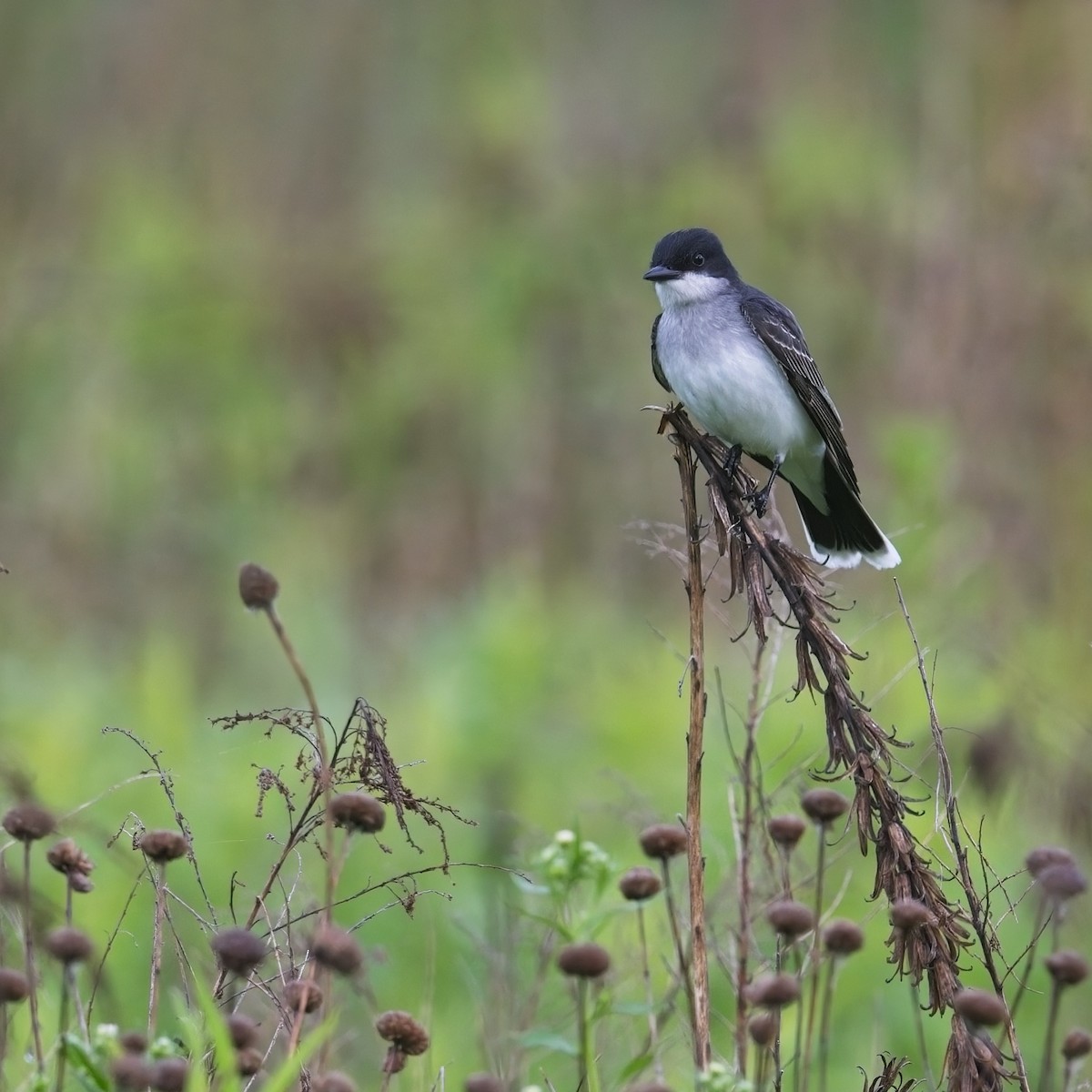 Eastern Kingbird - ML619771177