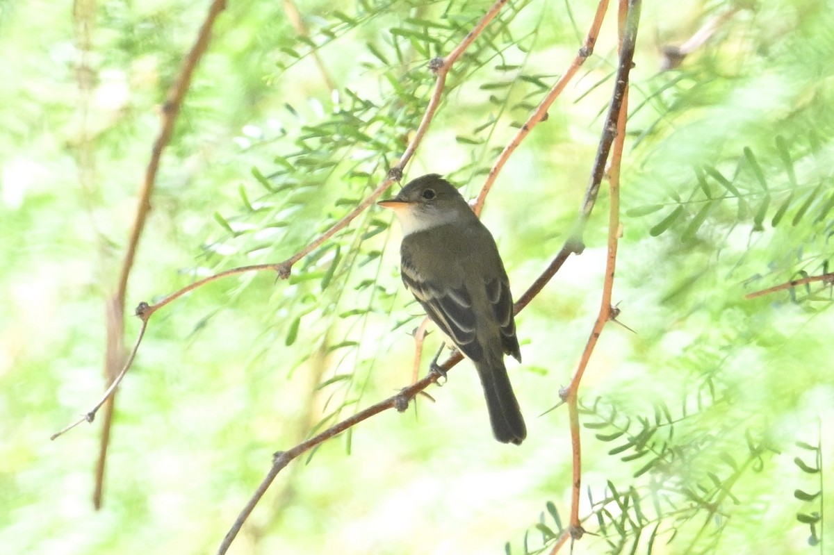 Willow Flycatcher - ML619771189