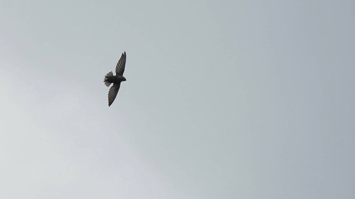 Chimney Swift - ML619771215