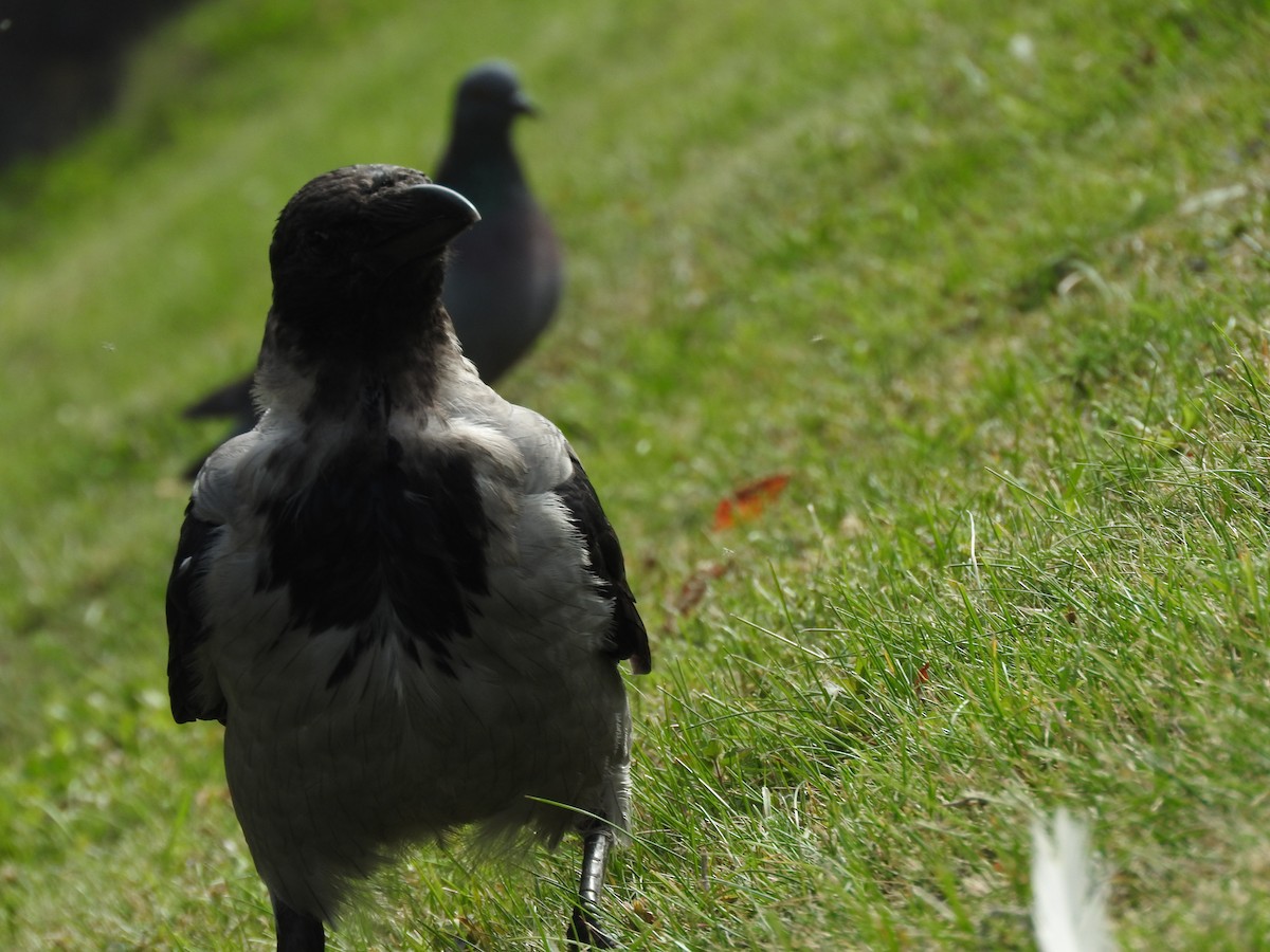 Hooded Crow - ML619771227