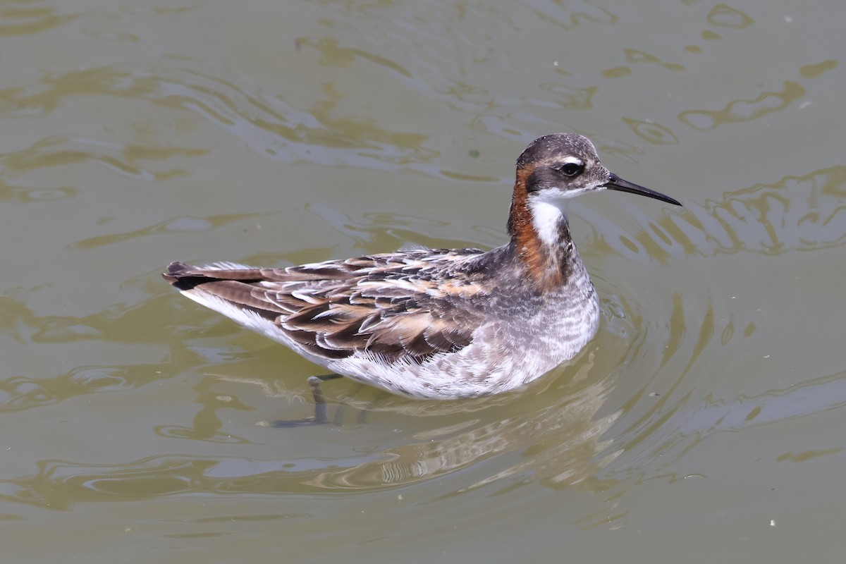 Red-necked Phalarope - ML619771244