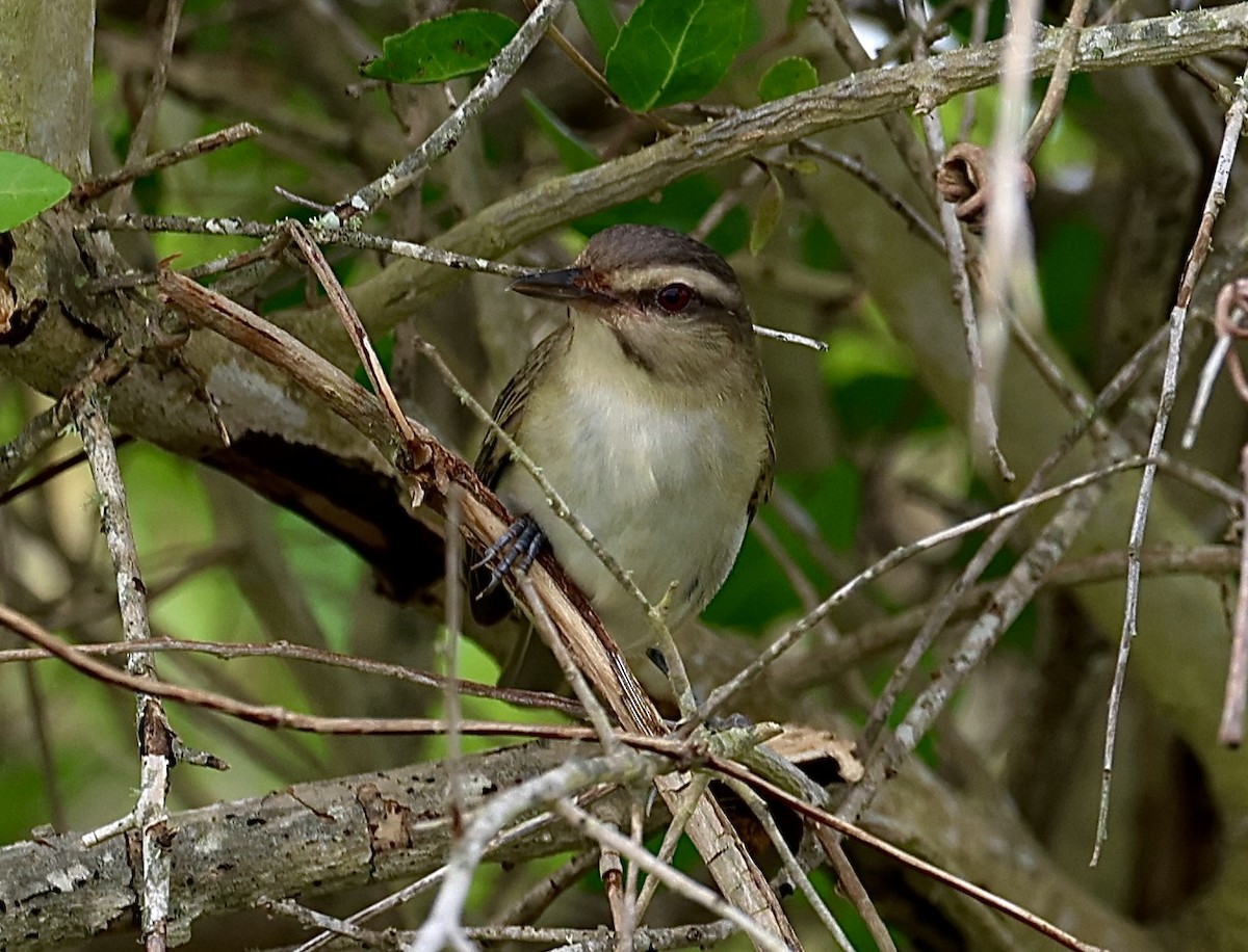 Black-whiskered Vireo - ML619771246