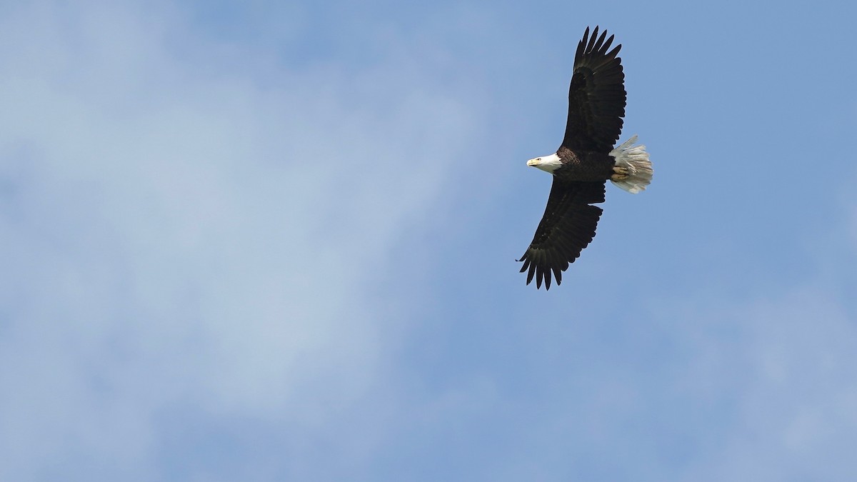 Bald Eagle - ML619771254