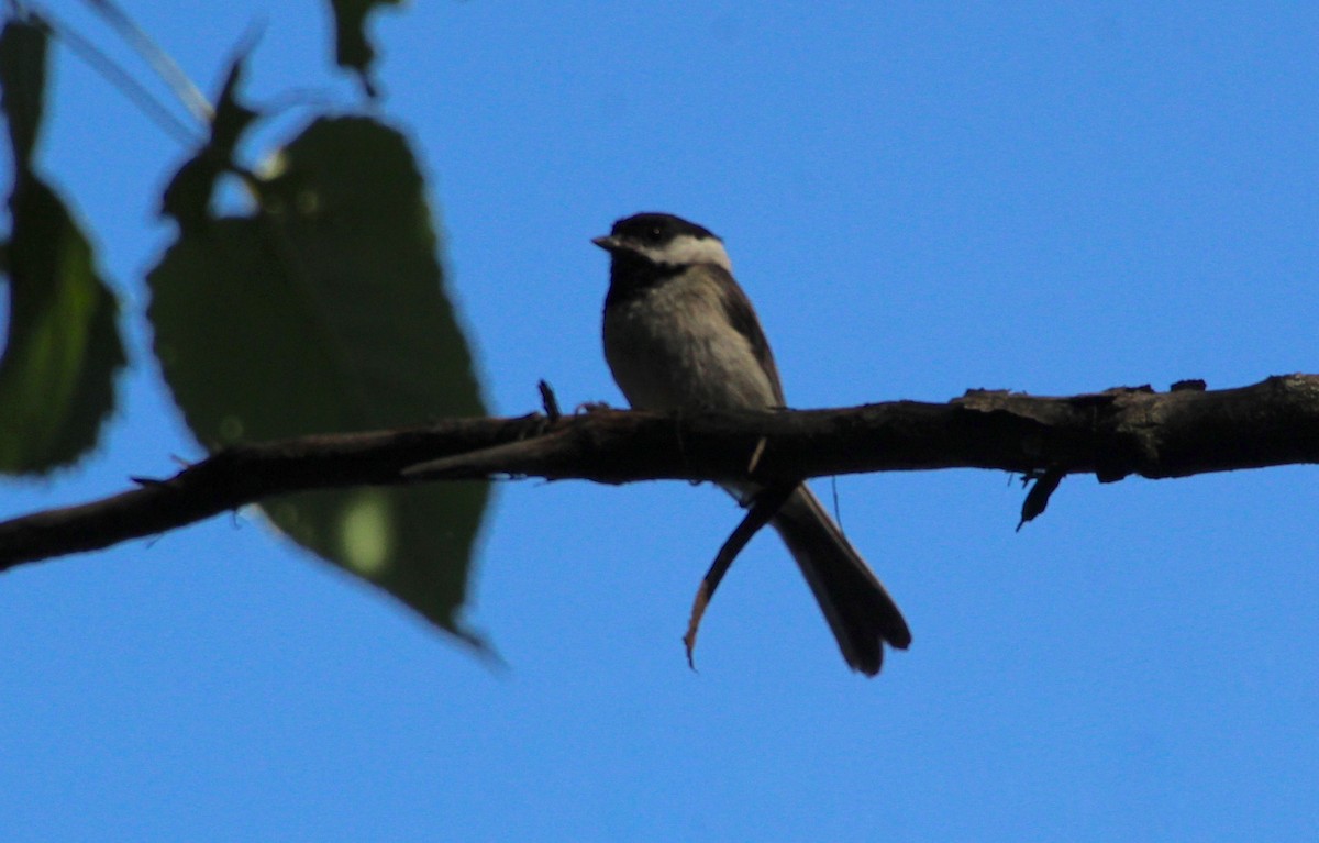 Carolina Chickadee - ML619771258