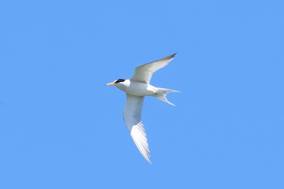 Least Tern - ML619771260