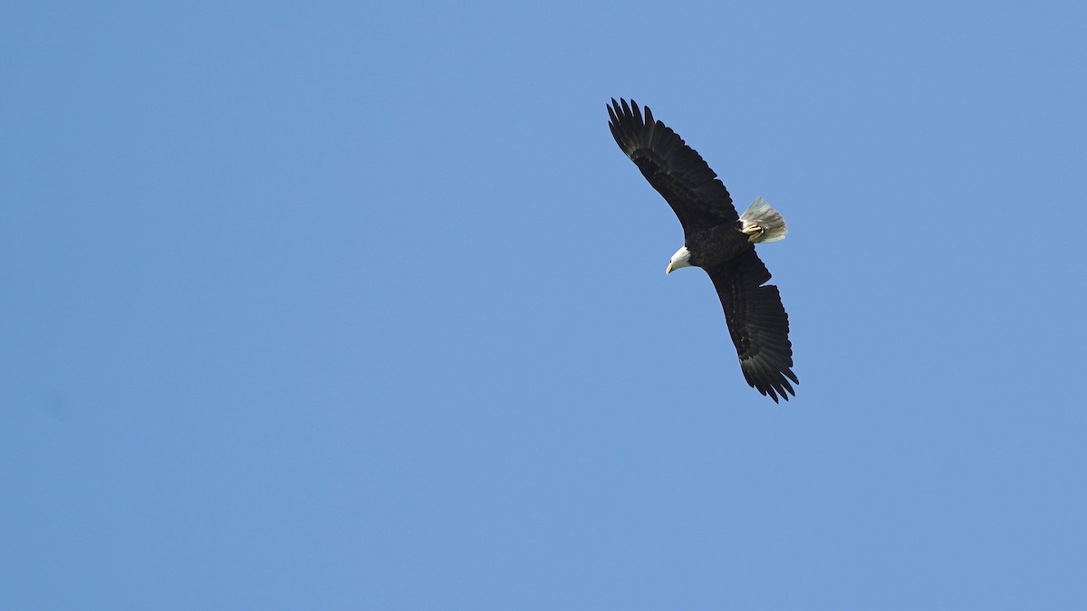 Weißkopf-Seeadler - ML619771269