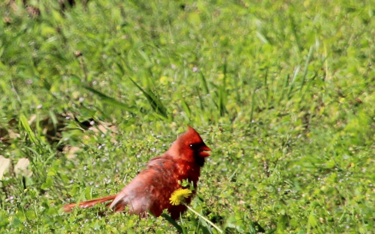 Cardinal rouge - ML619771273