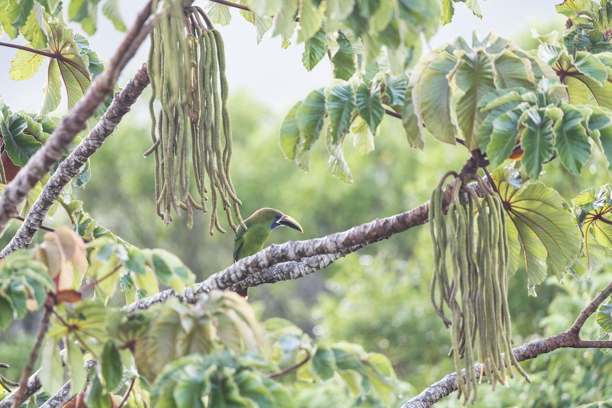 Northern Emerald-Toucanet - ML619771278