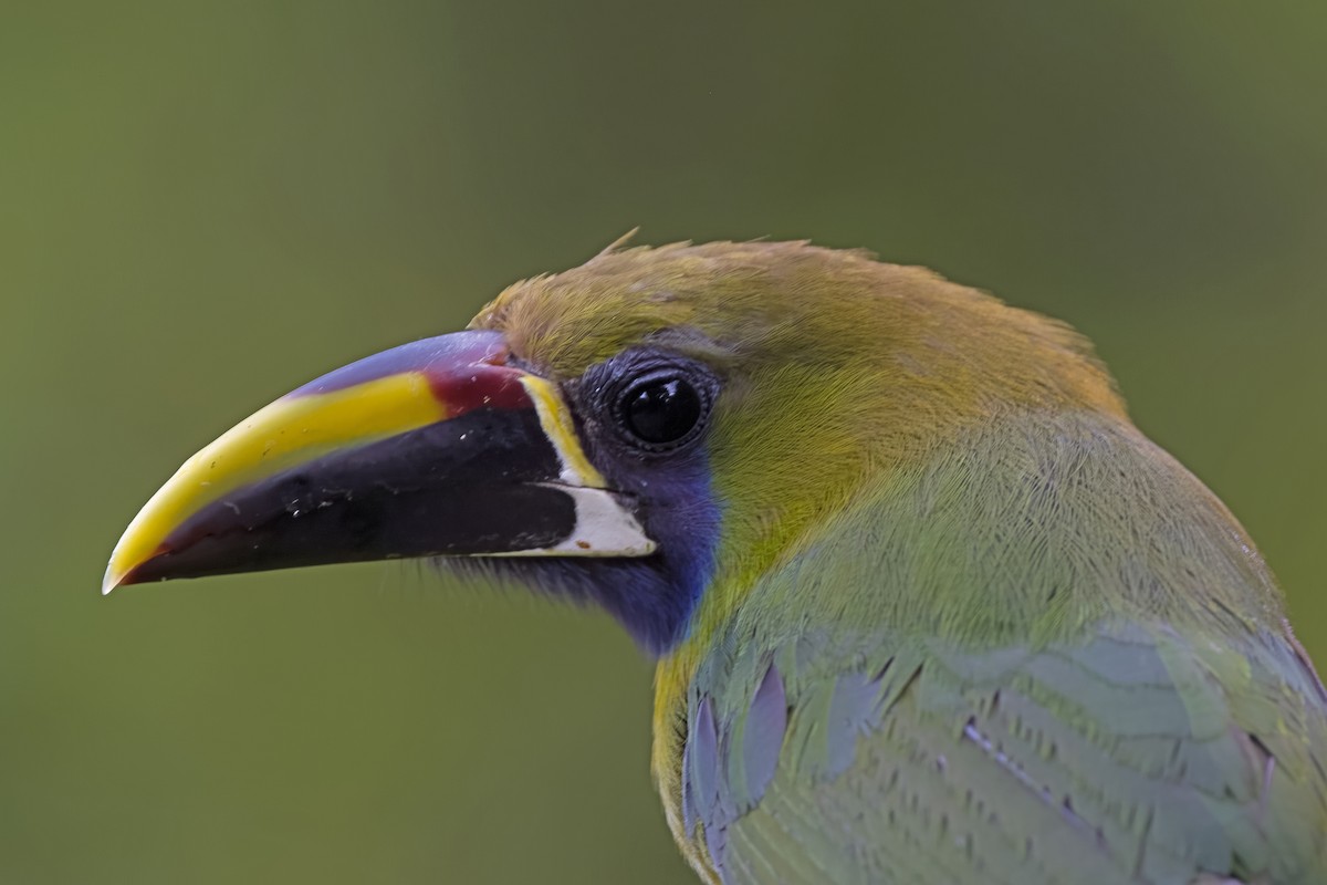 Northern Emerald-Toucanet - ML619771279