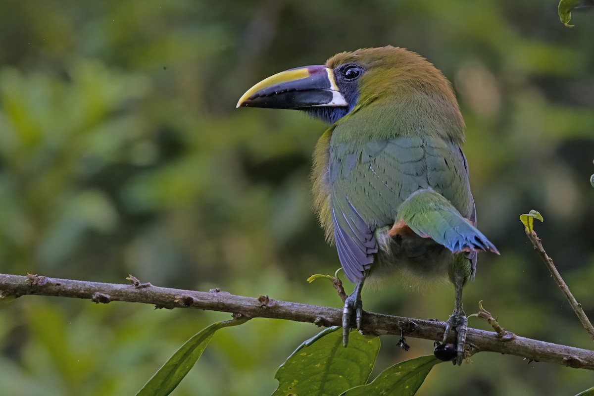 Northern Emerald-Toucanet - ML619771280