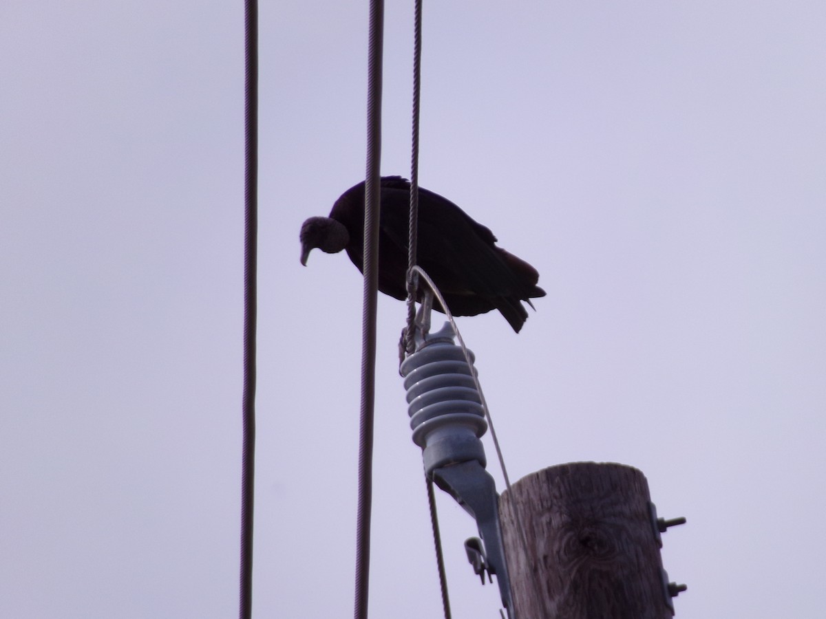 Black Vulture - ML619771281