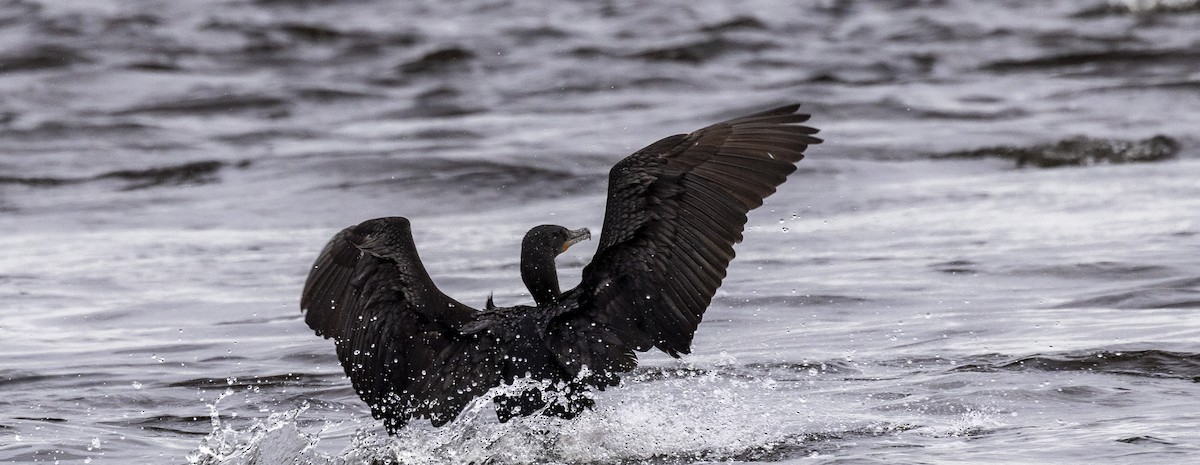 Double-crested Cormorant - ML619771285