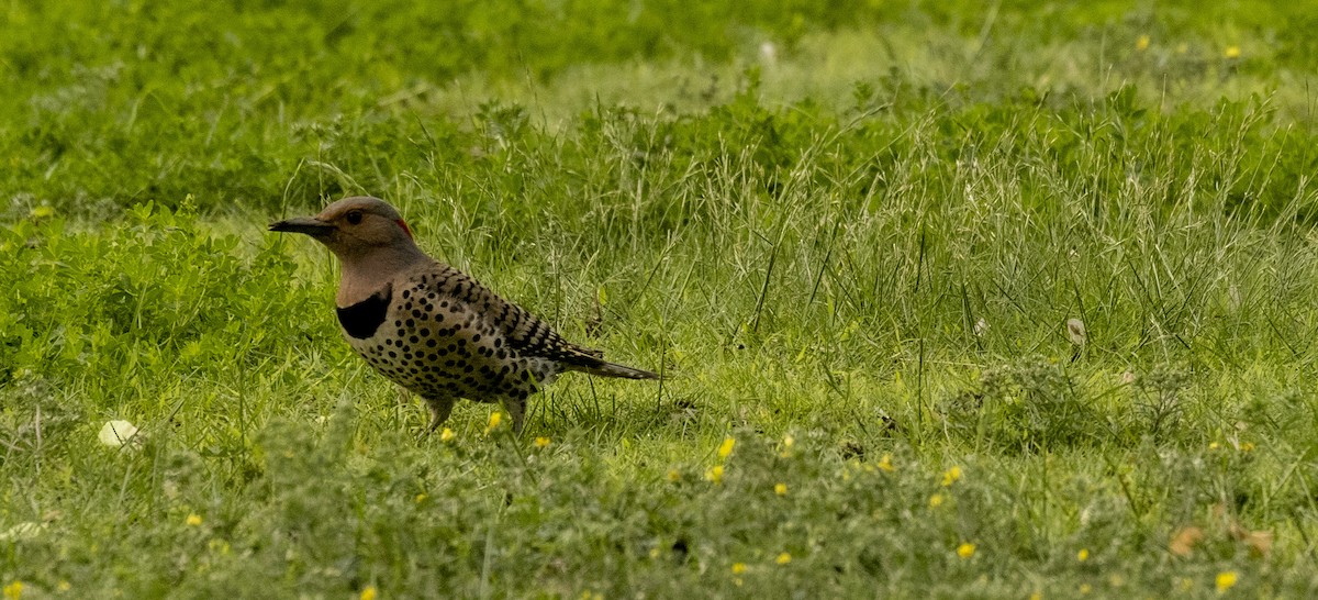 Northern Flicker - ML619771290