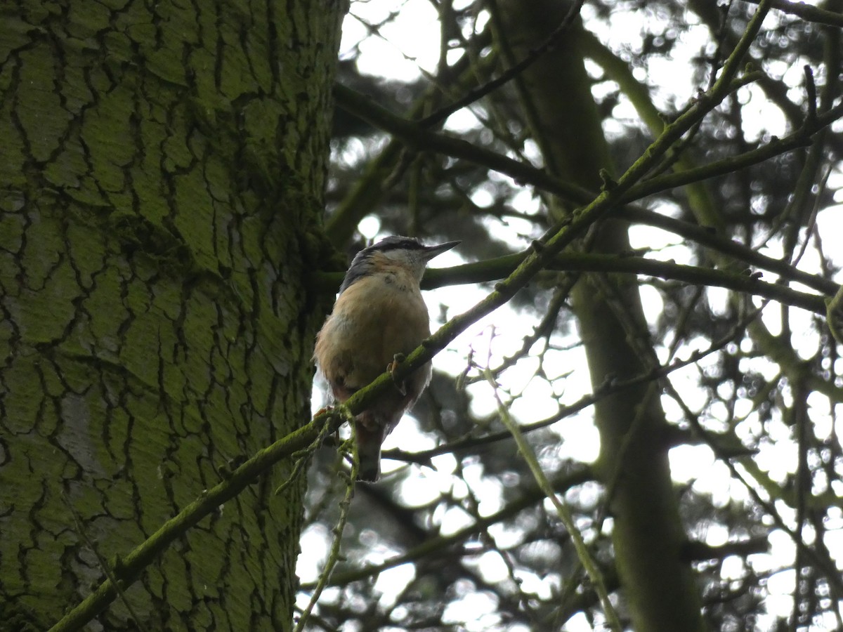 Eurasian Nuthatch - ML619771291