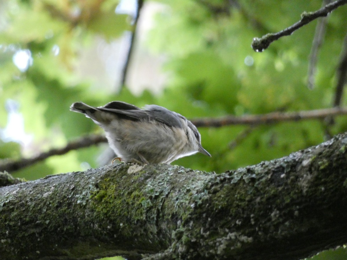 Eurasian Nuthatch - ML619771292