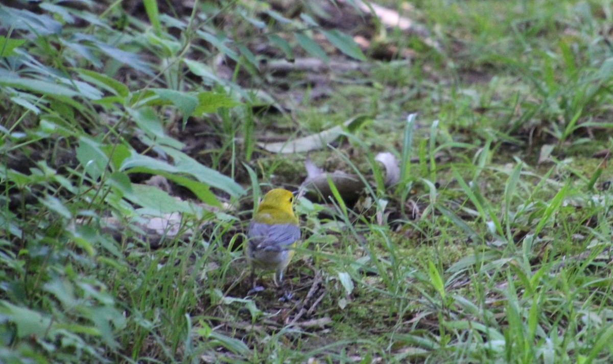 Prothonotary Warbler - ML619771296