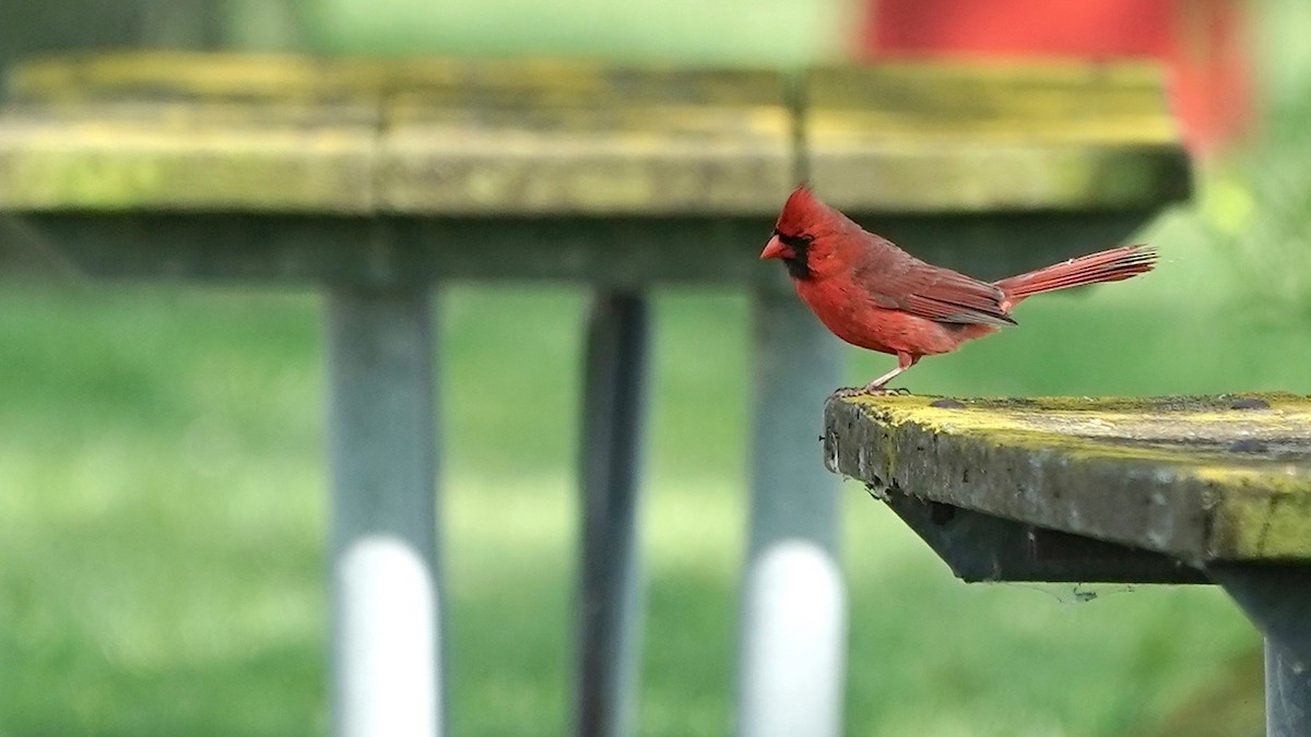 Cardinal rouge - ML619771297