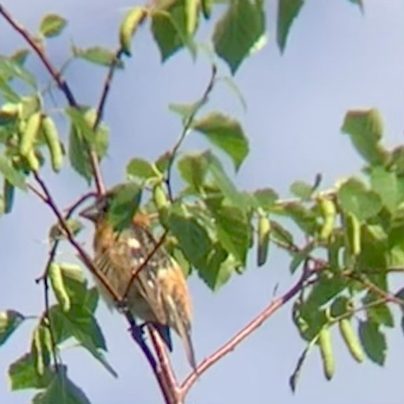 Black-headed Grosbeak - ML619771302