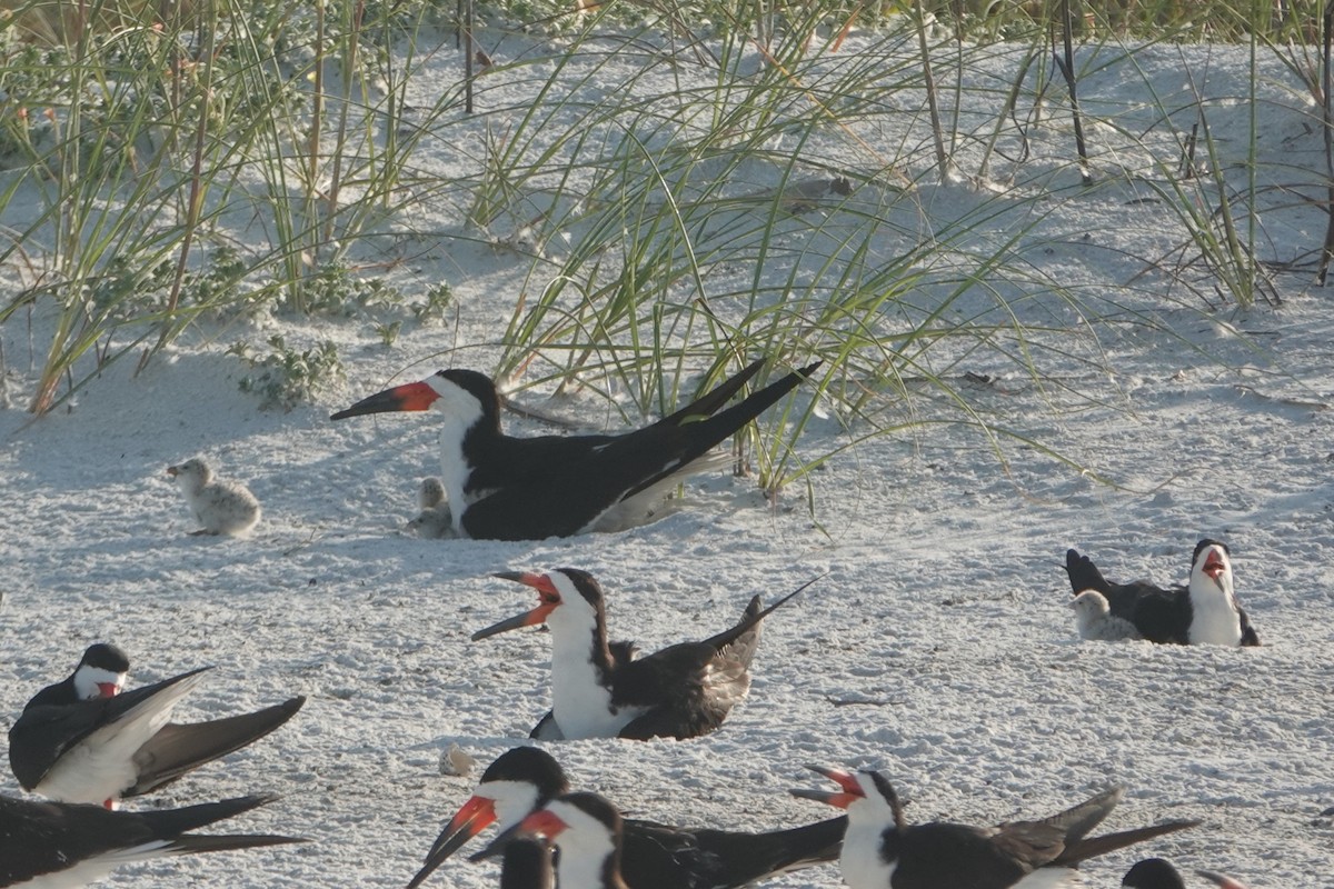 Black Skimmer - ML619771320