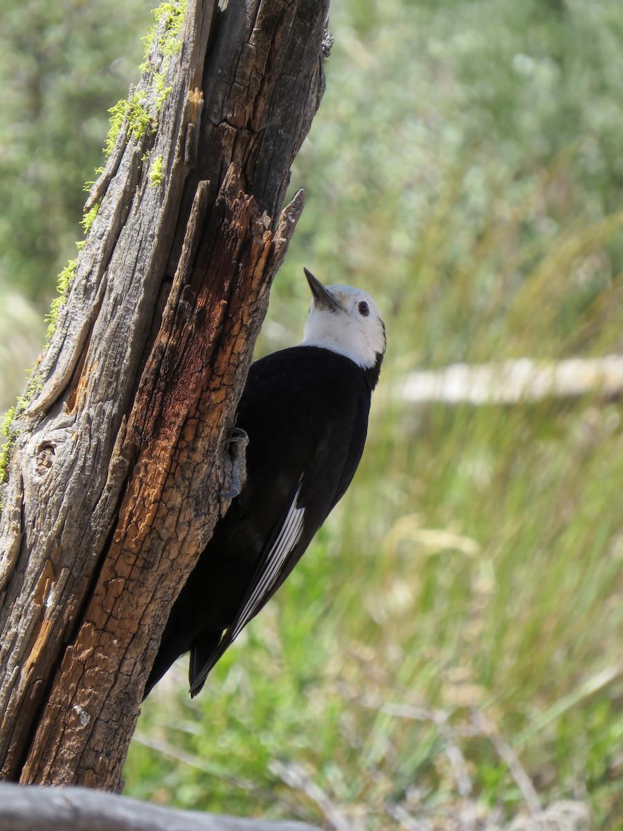 White-headed Woodpecker - ML619771326