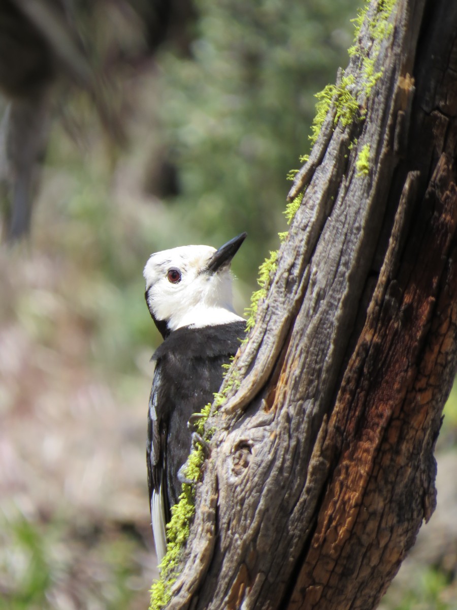 White-headed Woodpecker - ML619771327