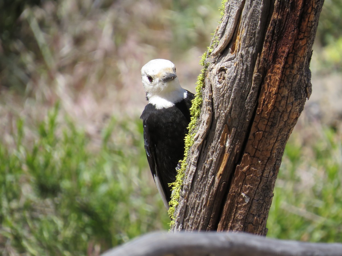 White-headed Woodpecker - ML619771328