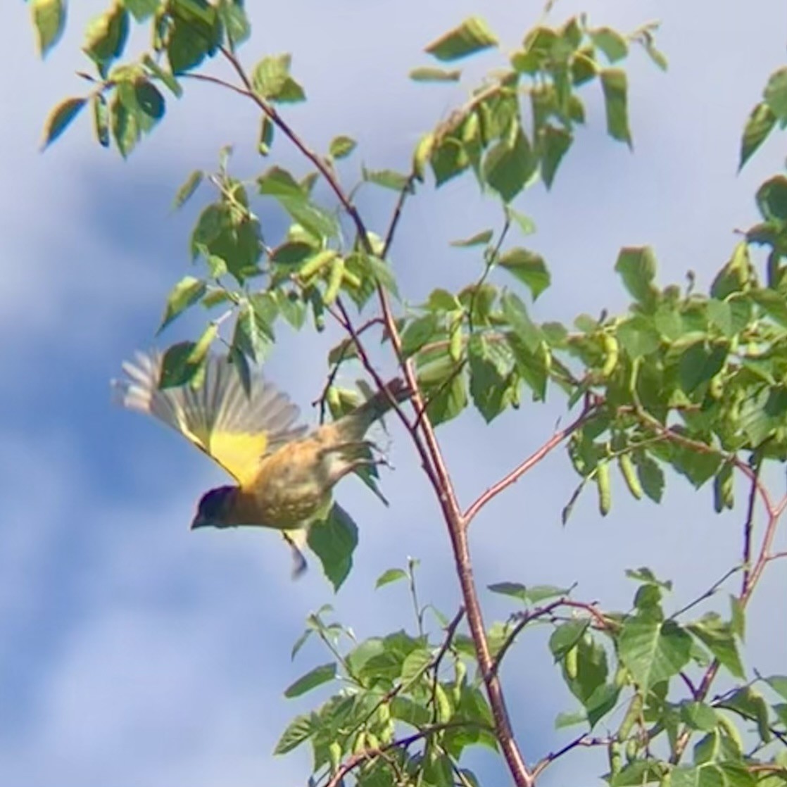 Black-headed Grosbeak - ML619771331